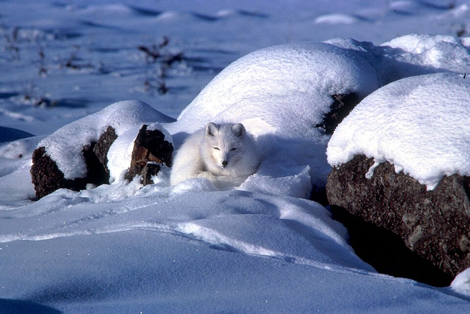 Arctic fox animal photo from Zoo World's Arctic zone.
