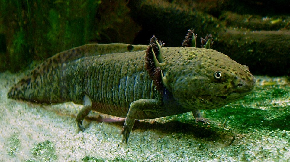 Axolotl animal photo from Zoo World's conservation content.
