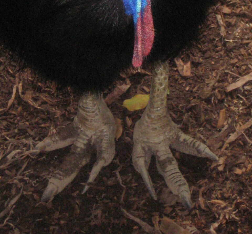 Cassowary animal photo from Zoo World's Jungle zone.