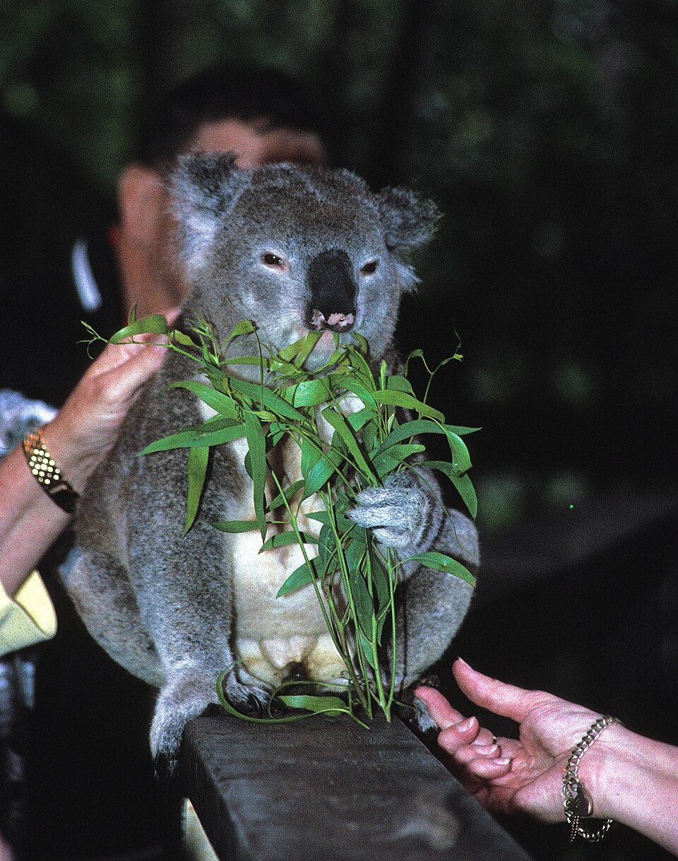 Koala animal photo from Zoo World's Australia zone.
