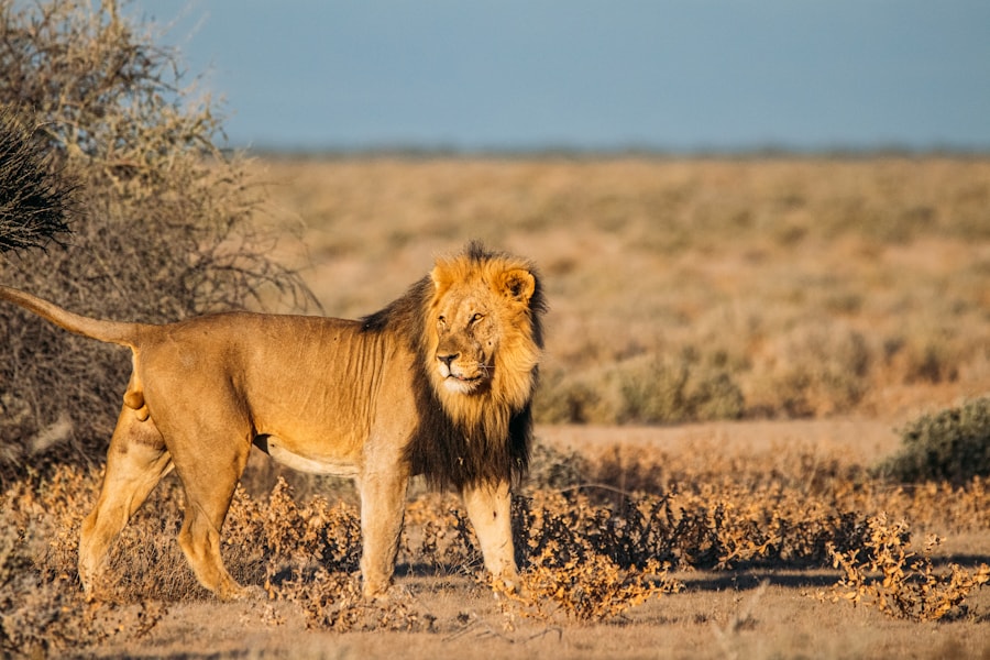 Lion animal photo from Zoo World's Safari zone.