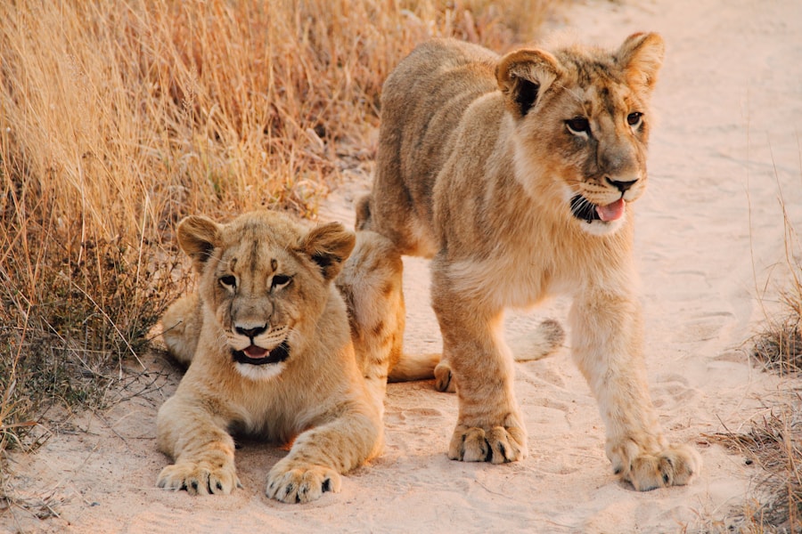 A lion in the Safari zone of SnackPack Zoo World.