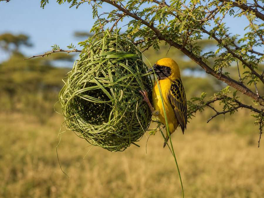 A weaverbird beside an intricate hanging grass nest
