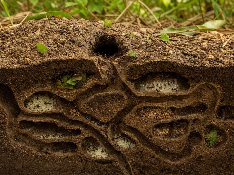 Ants carrying soil and leaves around the entrance to their nest